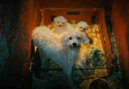 The cruelty of puppy farming The cruelty of puppy farming