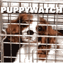 www.puppywatch.org.uk