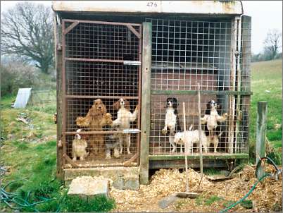 Confined to a tiny cage fashioned from the back of a disused lorry.